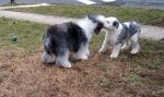 tearing-ear.jpg