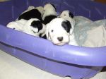 pups3wks2.jpg