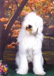 03.26.06 bentley_edited.jpg