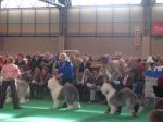 crufts 2011.jpg