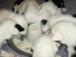 1 st feeding solid food 002.jpg