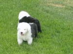 1st outing onto the grass 015.jpg