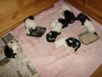 3 weeks old and feeding ourselves!.jpg