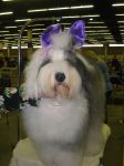 Easter Sheepie.JPG