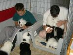 norm and puppies 001.jpg
