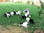 norm and puppies 005.jpg