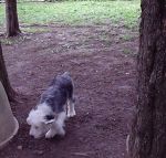 Scruf exploring.jpg