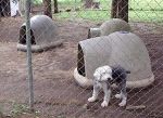 Scruf in medium dog play area.jpg