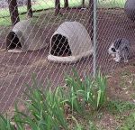 Scruf in shaded play area.jpg