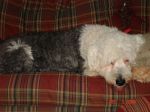 fergus sofa.jpg