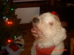 fergus xmas.jpg