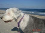 manasquan shelby.jpg