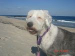 shel beach.jpg
