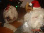 xmas06.jpg