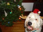 xmas11.jpg