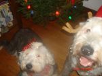 xmas3.jpg