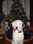 Lola Xmas 05-2.jpg