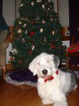 Lola Xmas 05.jpg