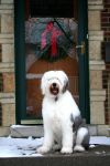 lola 07 xmas r.JPG