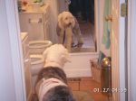 Lizzie admiring herself in the mirror.jpg