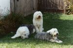 Sheepies in backyard.JPG