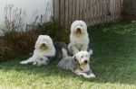 Sheepies in backyard2.JPG