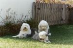 Sheepies in backyard3.JPG