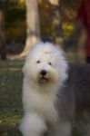 Pasha in the park.jpg
