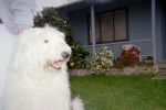 Daisy Close up 2.JPG