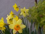 Freshpicked 2009 012.jpg