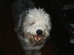 pippin 015~0.jpg
