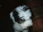 pippin 016.jpg