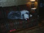 pippin 017~0.jpg