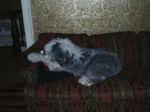 pippin 018~0.jpg