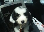 pippin4.jpg