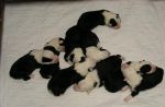 puppies.JPG
