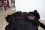 Funny Pooh 012.jpg