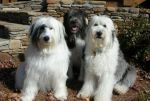 3 Shaggies- Cassie, Brody, Beebles-Fall 2007.JPG
