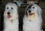 Beebles & Cassie...just leaving the groomer.JPG