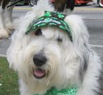 Beebles St Patrick_s Day Parade 2010 Happy Tails.jpg