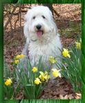 Beebles in daffodils N. GA Mts..png