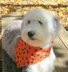 Beebles looking good in her SE OES Rescue bandana.JPG