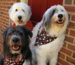 Brody, Beebles & Cassie all smiles wearing  rescue bandanas-1.JPG