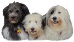 Brody, Beebles, Cassie.jpg