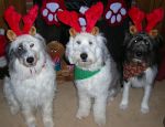 Cassie, Beebles,Brody ... finished pulling Santa_s sleigh.jpg