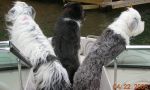 Cassie, Brody, Beebles first time on the boat in 2006.JPG
