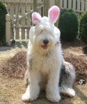 Look what we found in our frontyard...a Sheepie Bunny.JPG