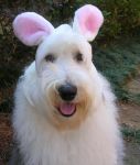 Look who I found on the path...the Easter Beebles Bunny.JPG
