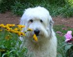 My flower child...Blossom aka Beebles.JPG