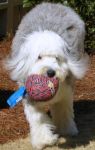 loving my new ball fom auntie jaci.JPG